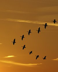 geese070705.jpg