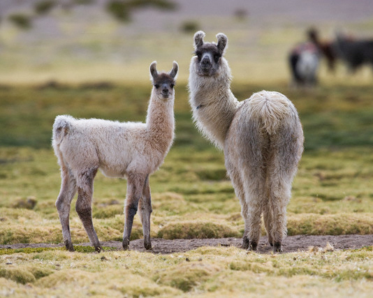 llama