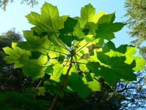leaves-light-shining-through