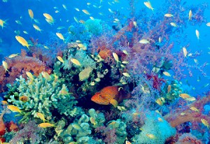 biodiversity2