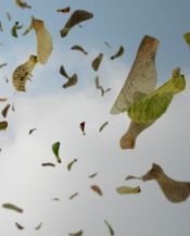 helicopter seeds