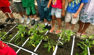 community veg garden